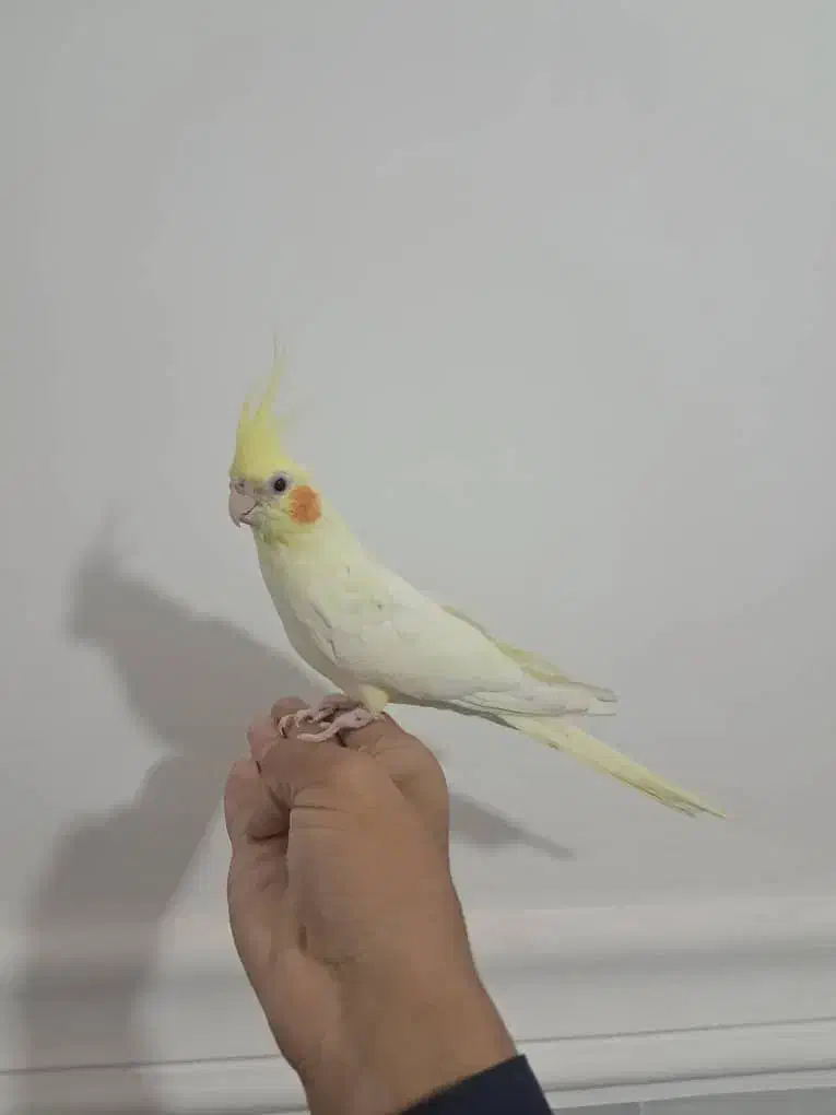 عروس هلندی لیتینو|پرنده|سراوان, |دیوار