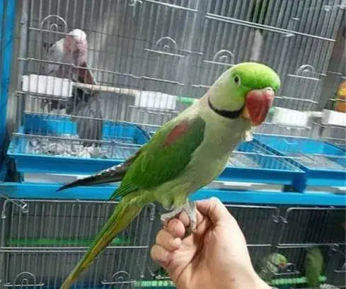 فروش یک جفت شاه طوطی|پرنده|بجنورد, |دیوار