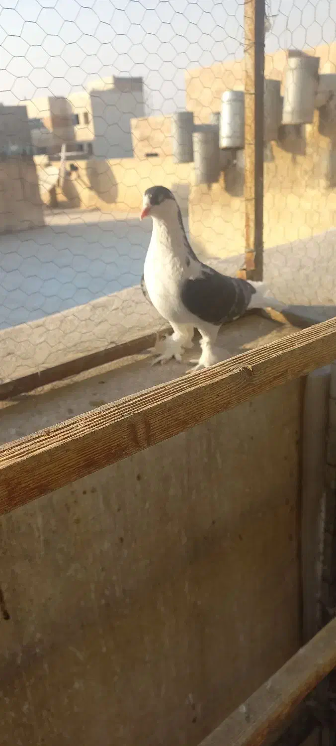 کبوتر چادری بسیار زیبا وسالم|پرنده|تهران, گلچین|دیوار