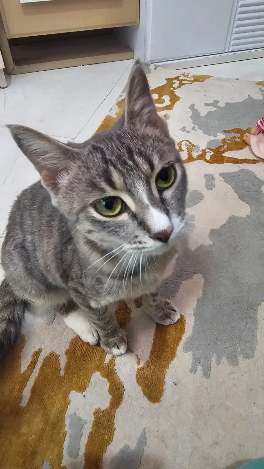 واگذاری گربه|گربه|بابل, |دیوار