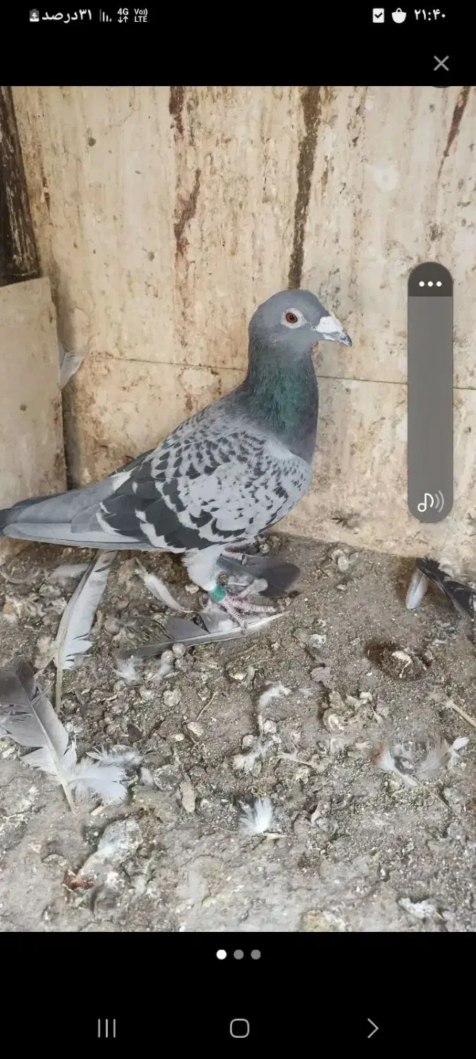 یه کفتر مگسی آلمانی باخت رفته بغل چشمش سفیده نرهس|پرنده|اقبالیه, |دیوار