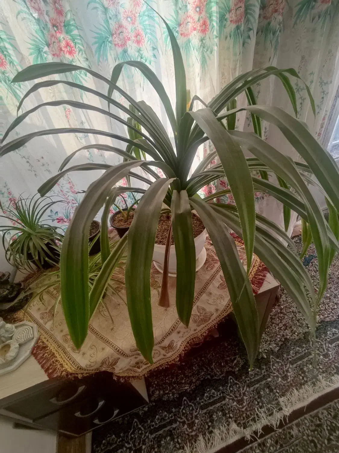 گل برگ موزی بزرگ|گل و گیاه طبیعی|زرند, |دیوار