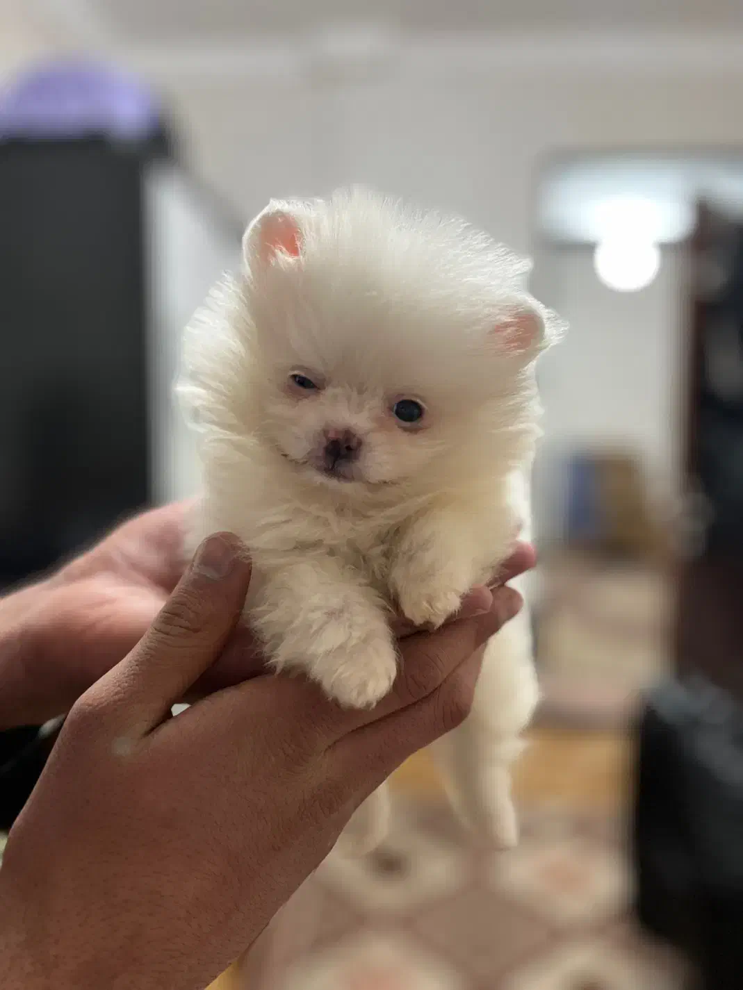 توله سگ|سگ|سلماس, |دیوار