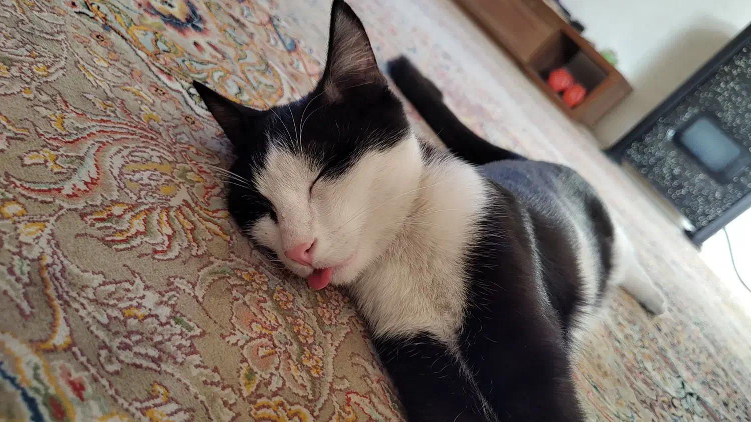 واگذاری رایگان گربه نر|گربه|شاهین‌شهر, شهرک گلدیس|دیوار