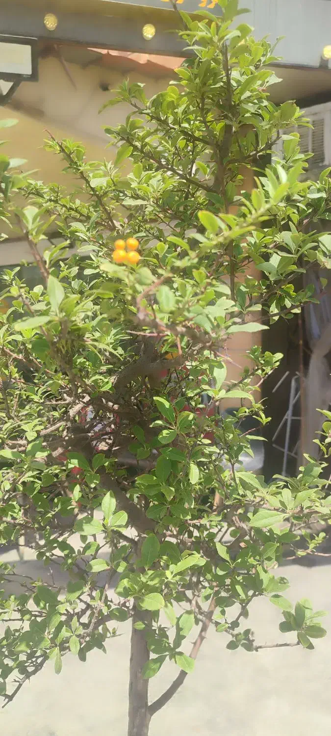 زمین  واگذاری آب و فاضلاب قطعه202خیابان 12متری|فروش زمین و ملک کلنگی|یاسوج, |دیوار