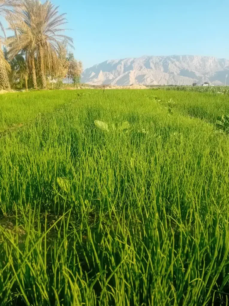 تیم پیاز اصل تشان|خدمات باغبانی و درختکاری|بهبهان, |دیوار