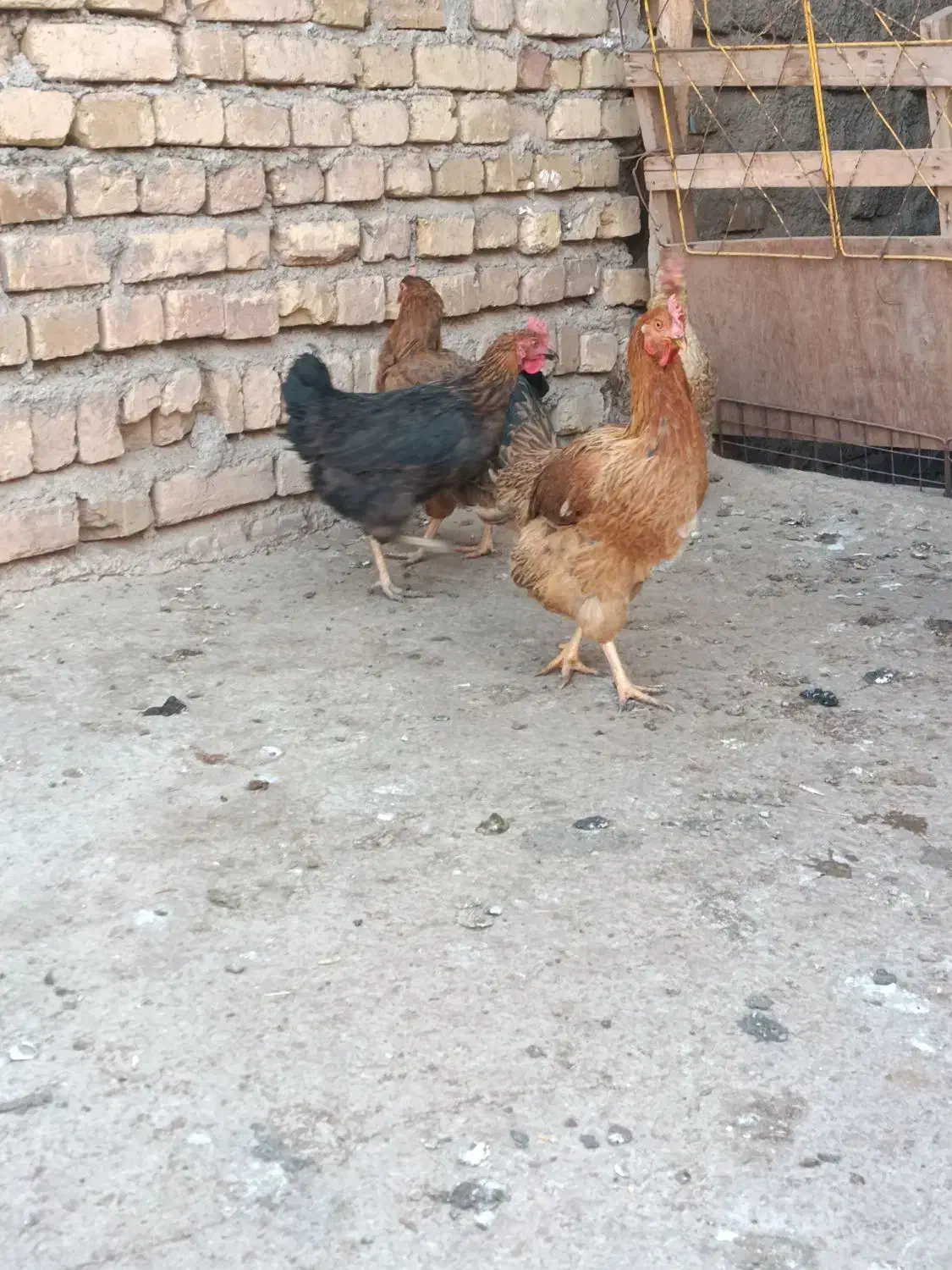 مرغ محلی جوان|حیوانات مزرعه|تاکستان, |دیوار