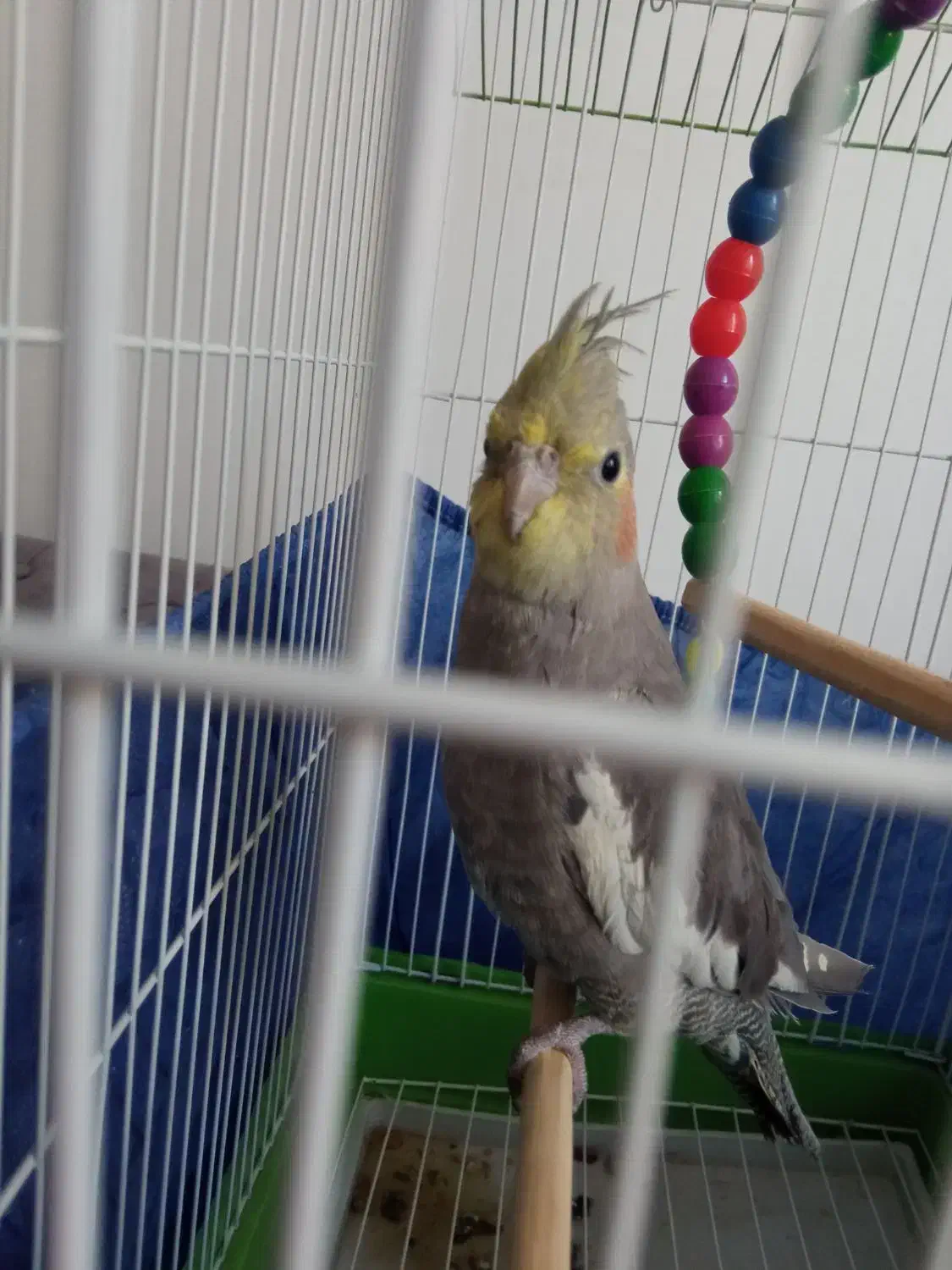 عروس هلندی|پرنده|هشتگرد, شهرک گلها|دیوار