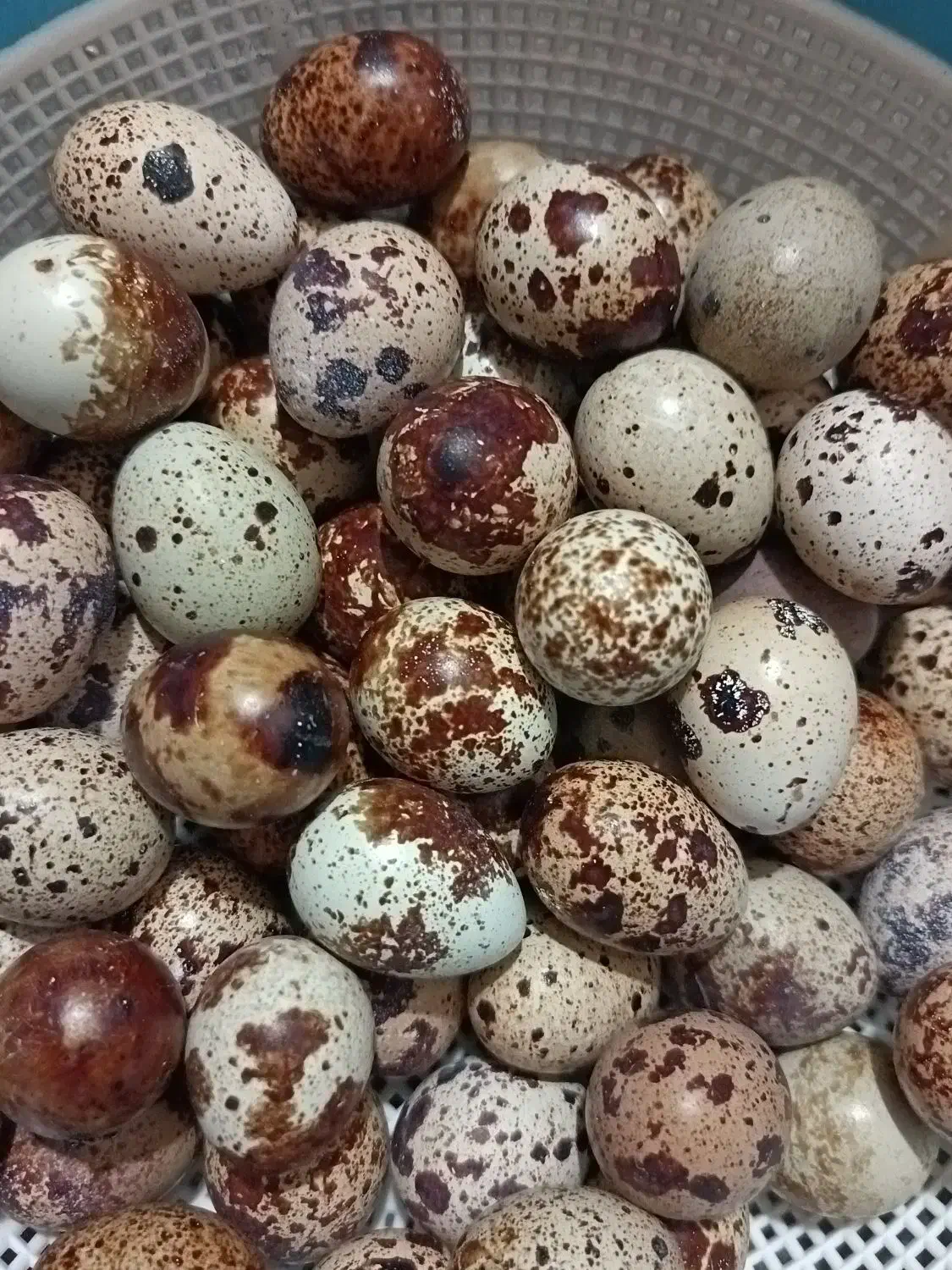 تخم نطفه دار بلدرچین|حیوانات مزرعه|نجفآباد, گلدشت|دیوار