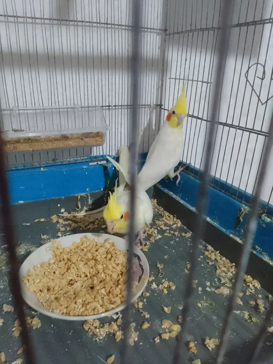 عروس هلندی جنس خوب تاج بزرگ|پرنده|فردوس (خراسان), |دیوار