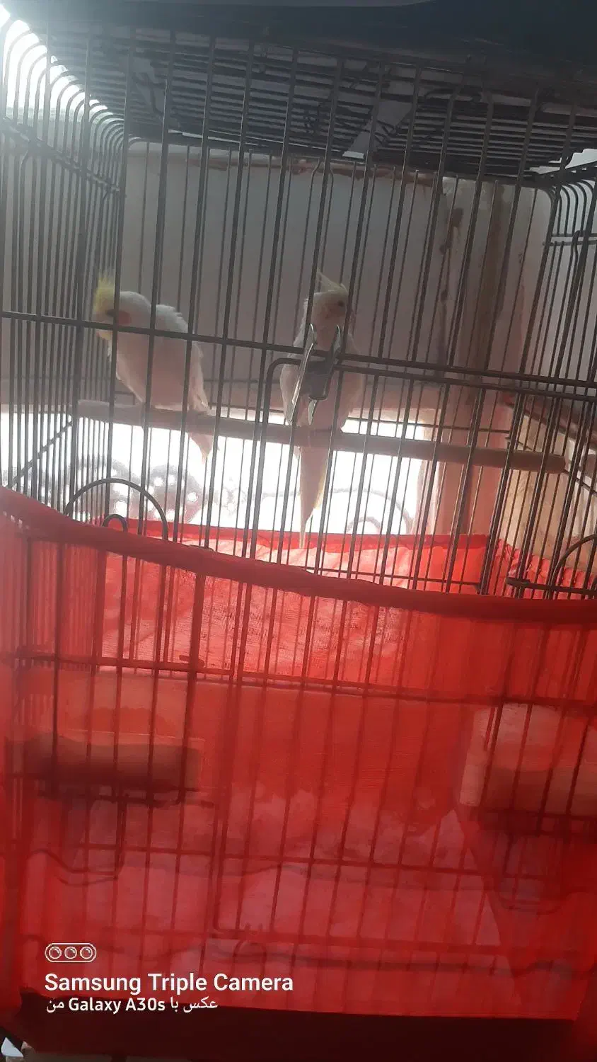 فروش عروس هلندی و مینا|پرنده|پاکدشت, پاکدشت (مامازند)|دیوار