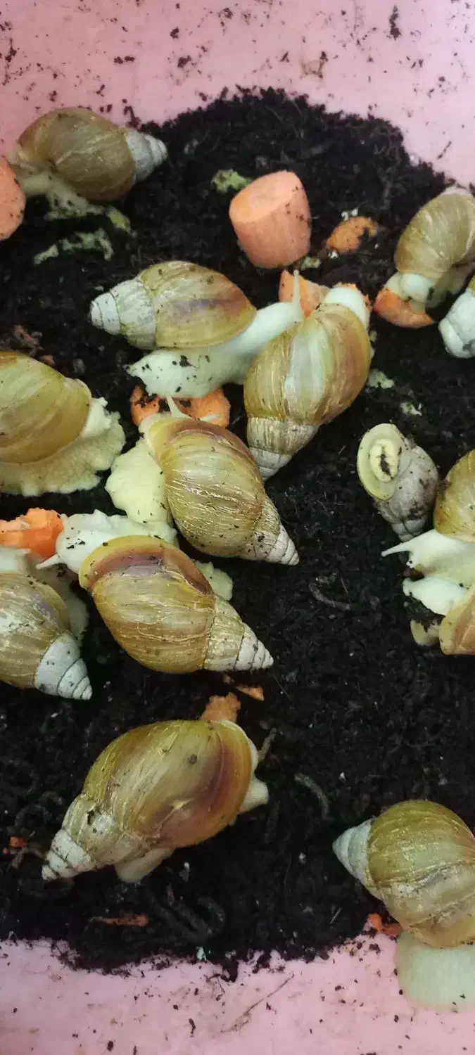 حلزون|خزنده|هشتگرد, هشتگرد قدیم|دیوار