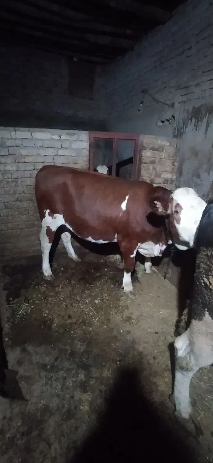 گاو|حیوانات مزرعه|دهگلان, |دیوار