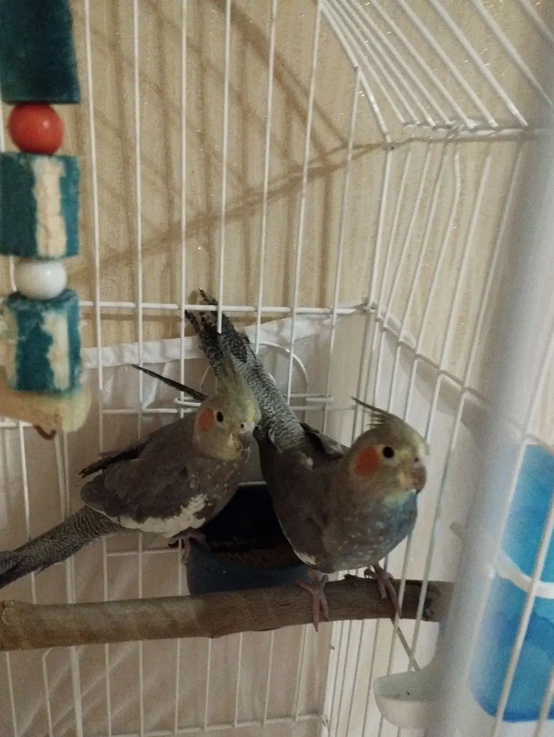 دوعدد عروس هلندی|پرنده|تهران, مجیدآباد|دیوار