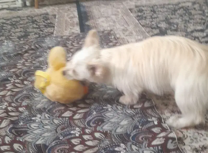 سگ نژادکورگی|سگ|تهران, مسعودیه|دیوار