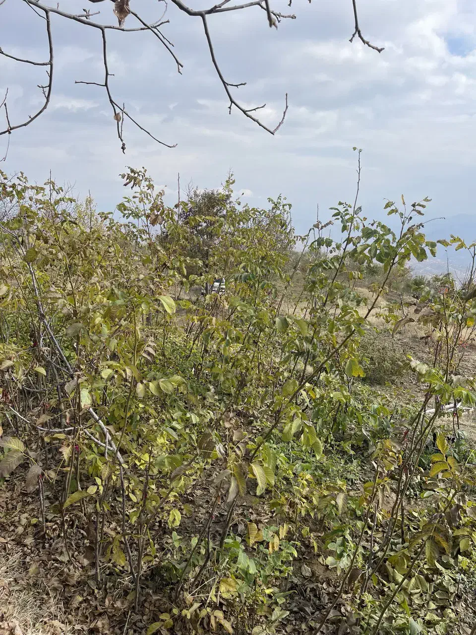 ریشه گردو|خدمات باغبانی و درختکاری|بانه, |دیوار