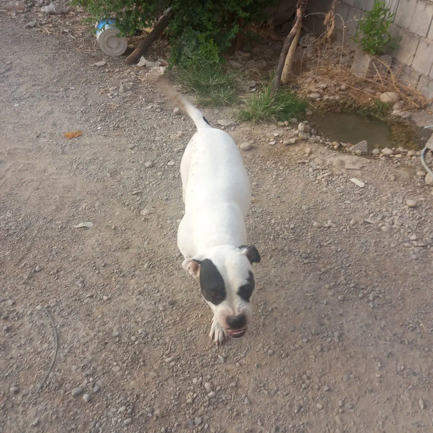 داگوماده|سگ|شوشتر, |دیوار