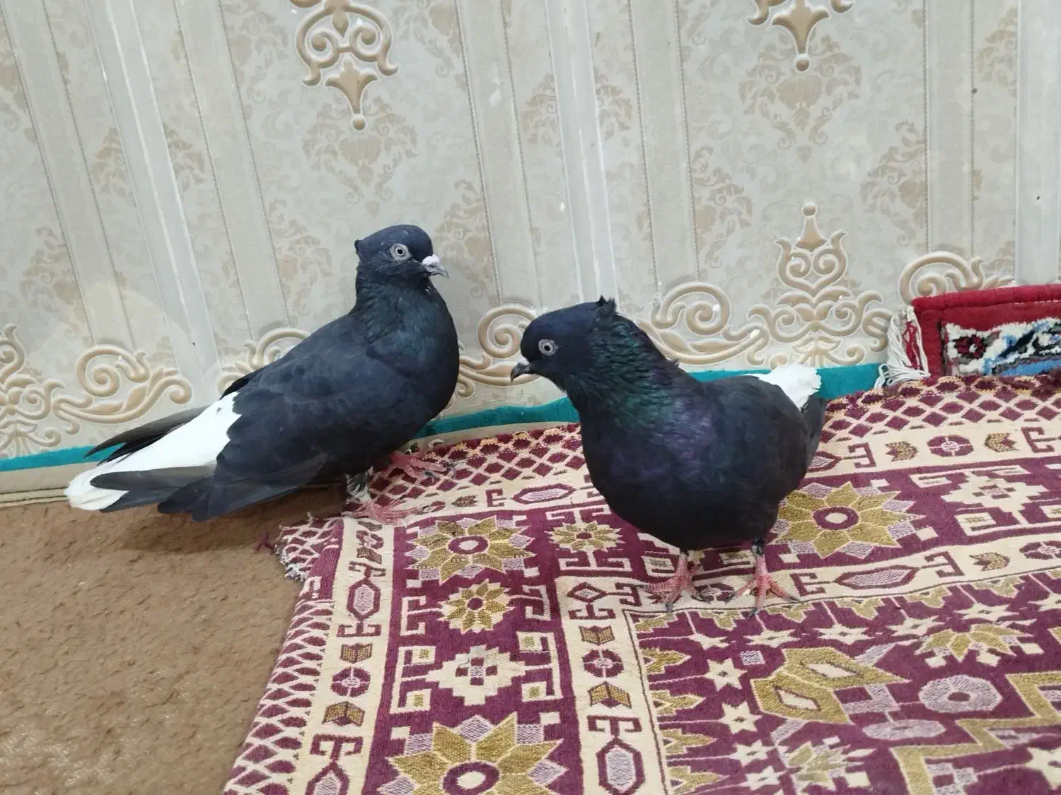 کبوتر اشعل|پرنده|کارون, |دیوار