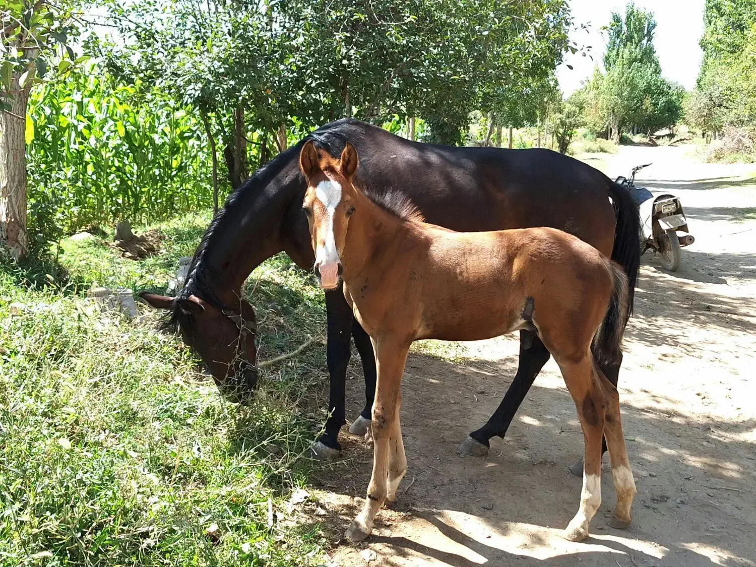 فروش مادیان خیلی نجیب آرام|اسب و تجهیزات اسب‌سواری|گلپایگان, |دیوار