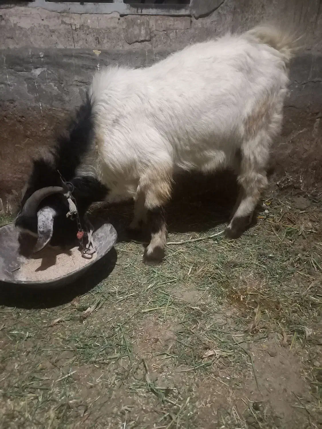 بز نر|حیوانات مزرعه|کرمانشاه, |دیوار