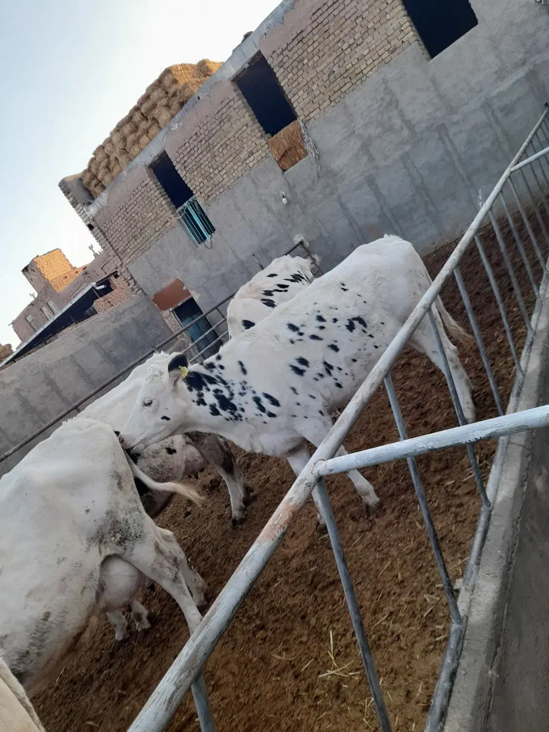 چند راس گاو شیری باگوساله|حیوانات مزرعه|سبزوار, قصبه غربی|دیوار