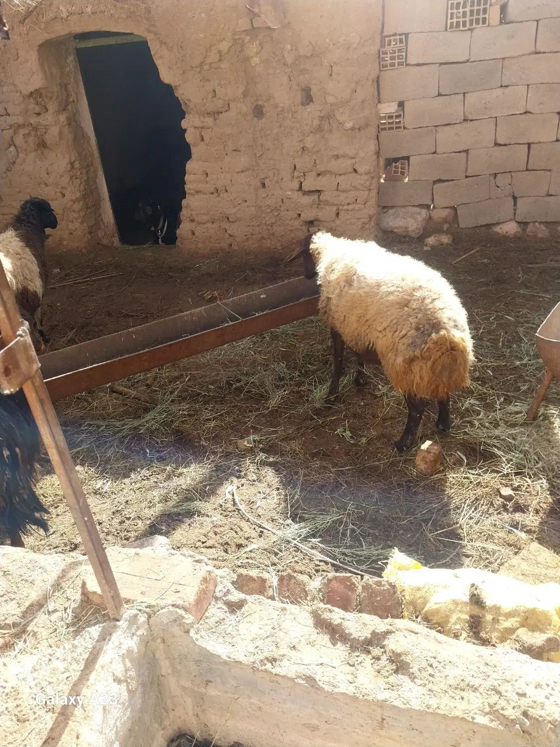 میش فروشی|حیوانات مزرعه|سده (خراسان جنوبی), |دیوار