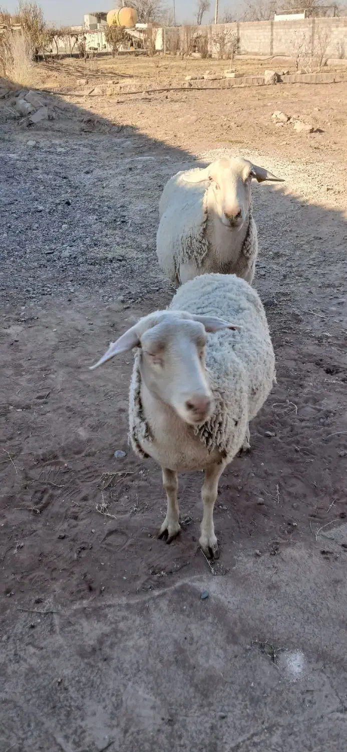 ۲راس،میش لاکن|حیوانات مزرعه|کرمان, |دیوار