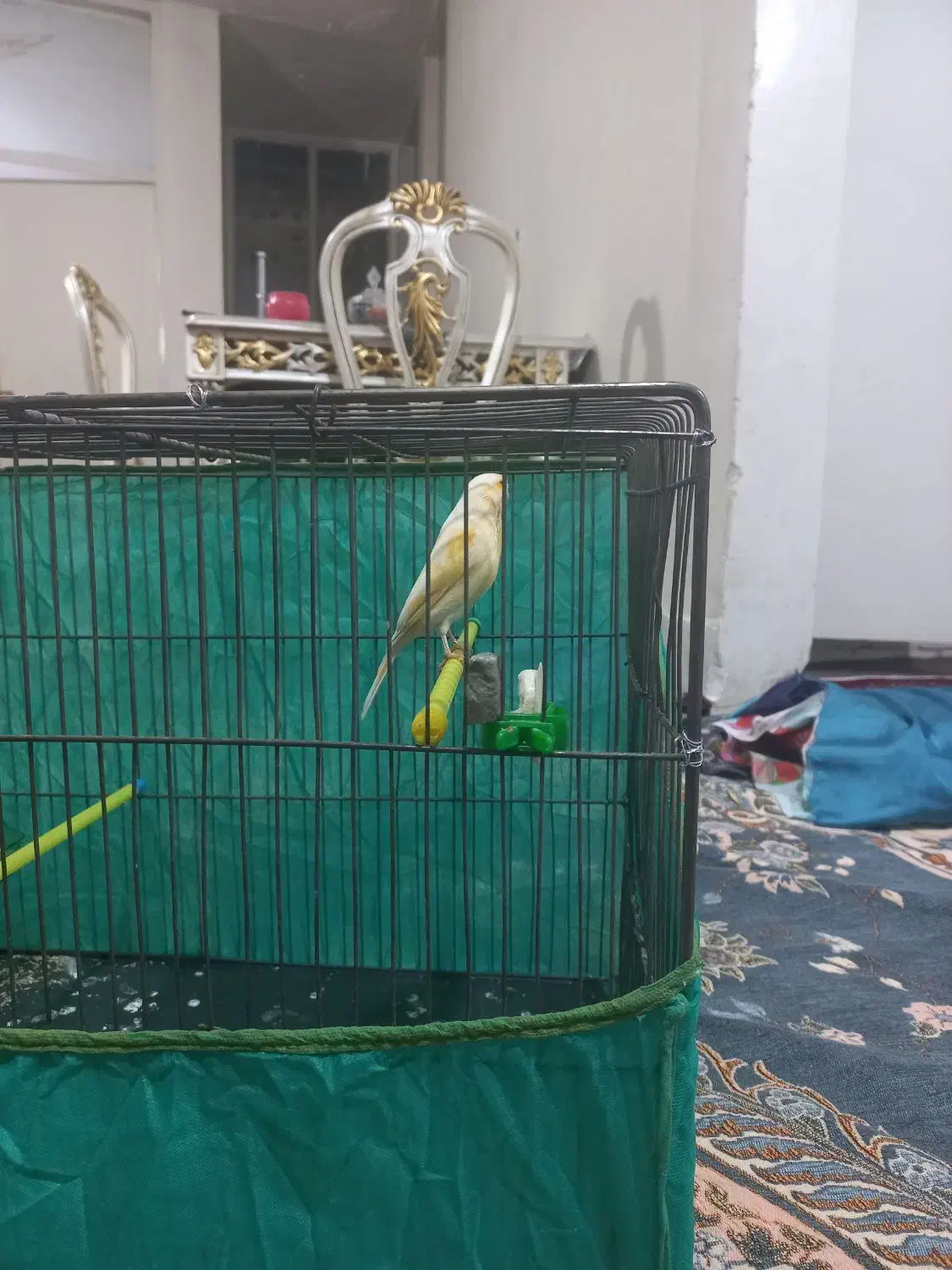 قناری ماده|پرنده|ملایر, |دیوار