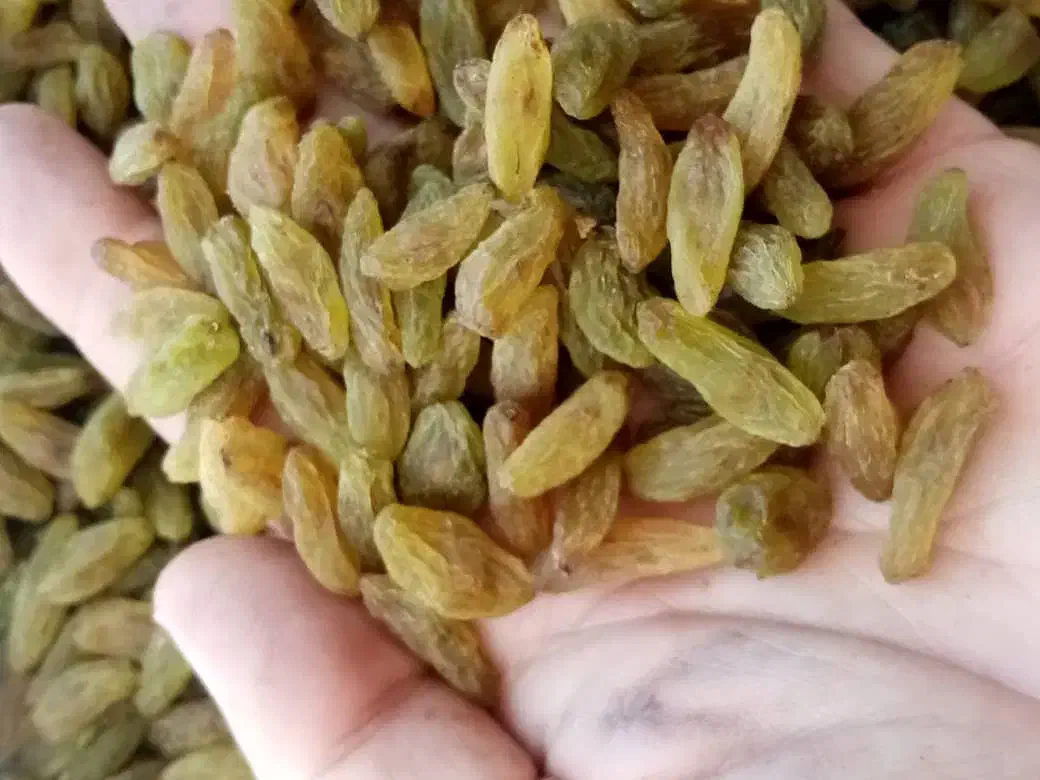 کشمش سبز کاشمر|خوردنی و آشامیدنی|ابریشم, |دیوار