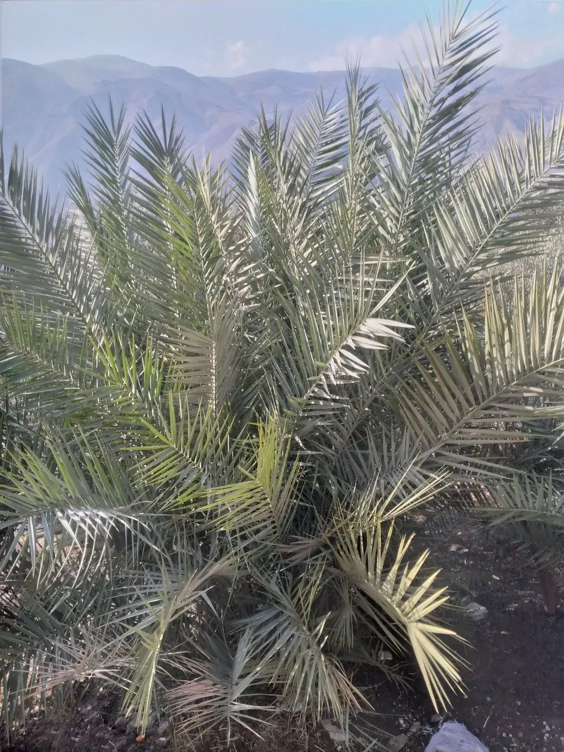 نخل (خرما) تزئینی|گل و گیاه طبیعی|رودبار, |دیوار