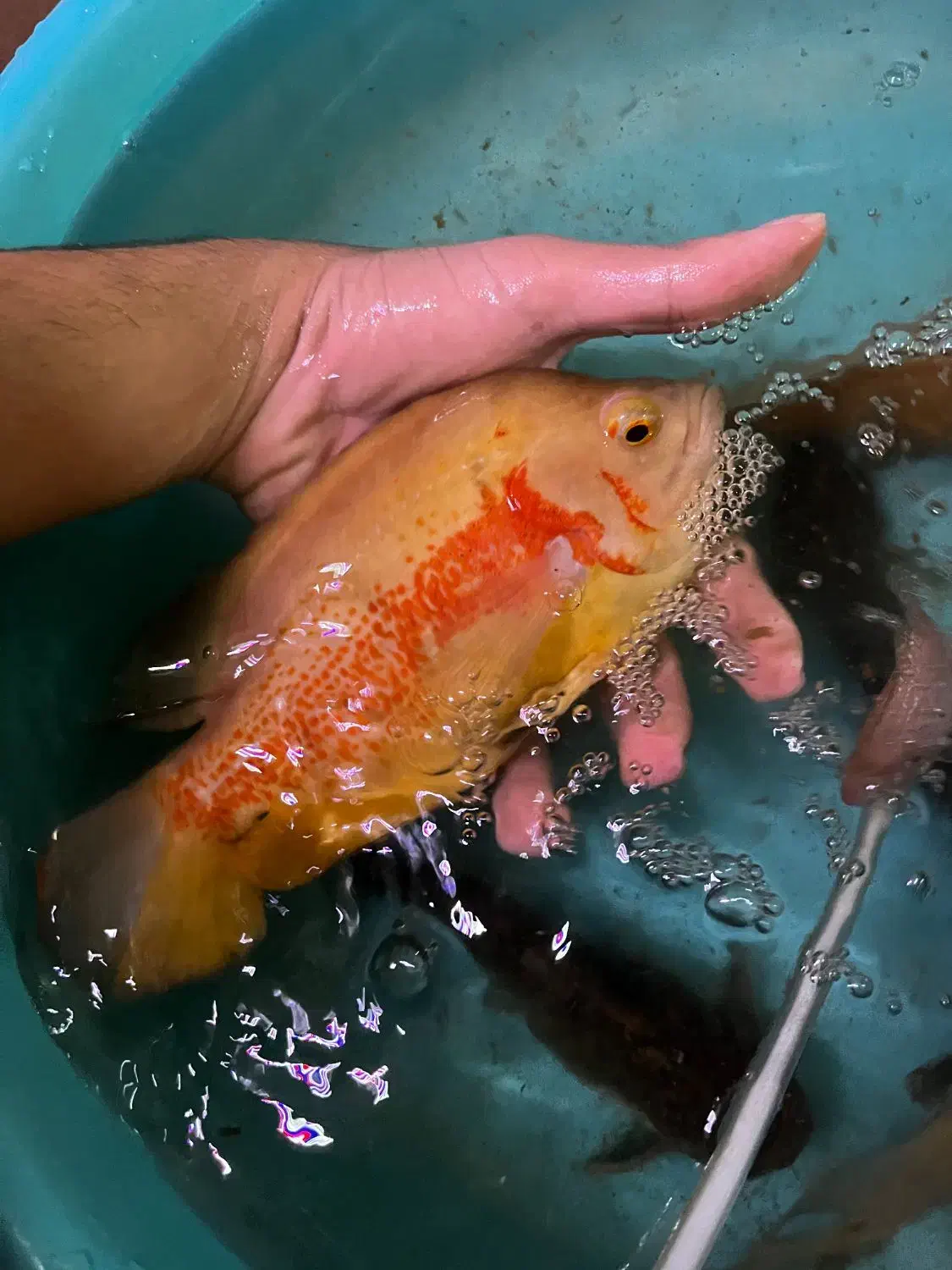 ماهی اسکار بالغ|ماهی|آشخانه, |دیوار