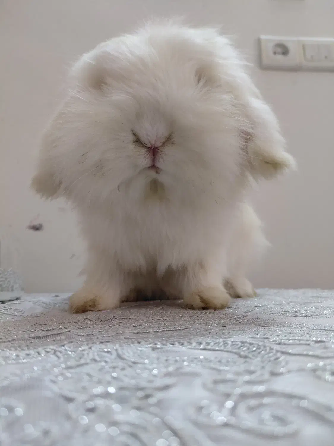 خرگوش ماده اصیل و اسباب بازی خرگوش|موش و خرگوش|مشهد, تربیت (صدف)|دیوار