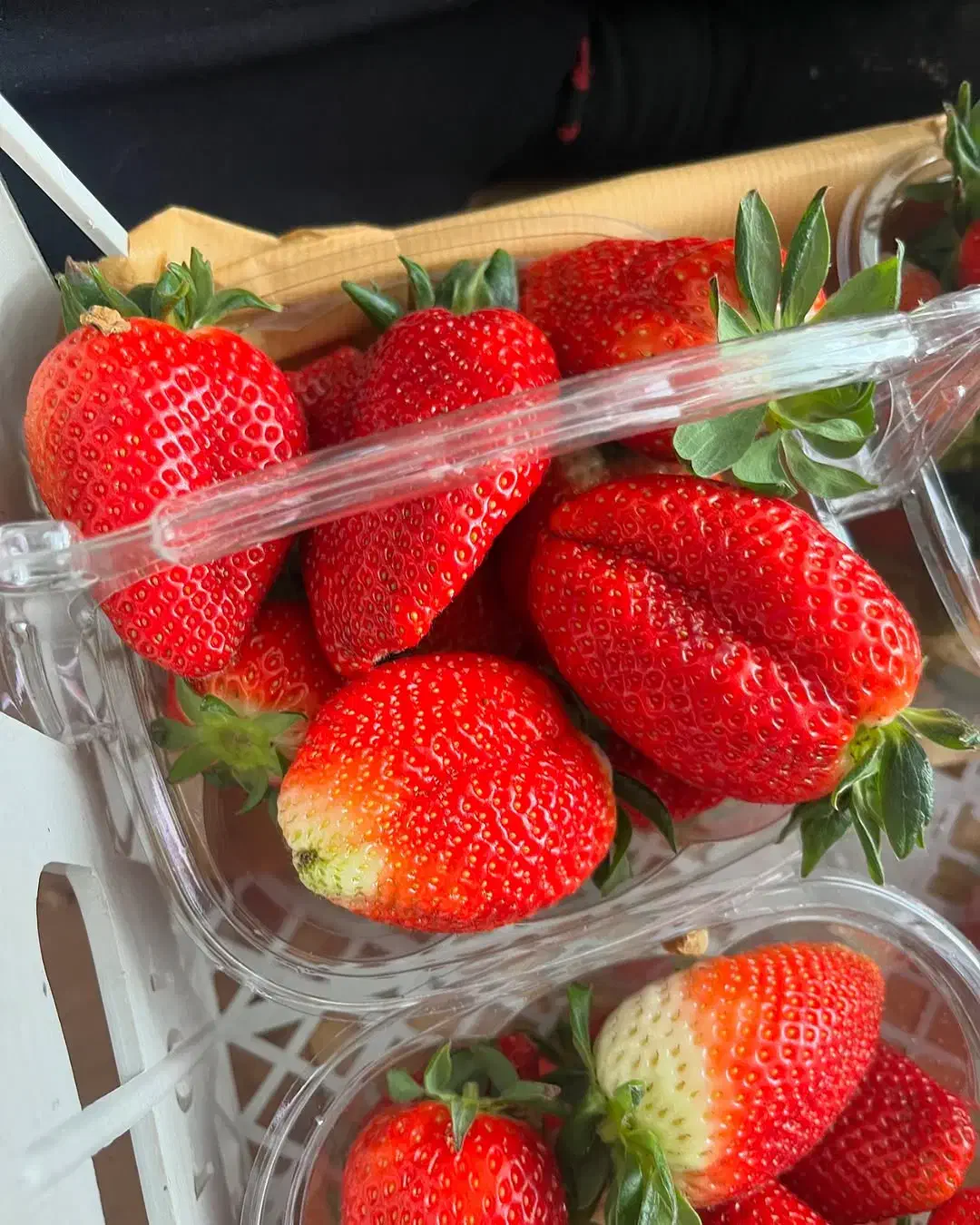 فروش نهال یا بوته توت فرنگی پر محصول سابرینا اصلی|خدمات باغبانی و درختکاری|بهنمیر, |دیوار