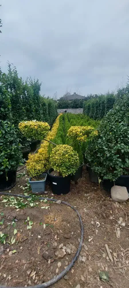 درختچه لاوسون چنار درخت بادام نهال درخت سرو کاج|خدمات باغبانی و درختکاری|شیراز, حومه شیراز|دیوار