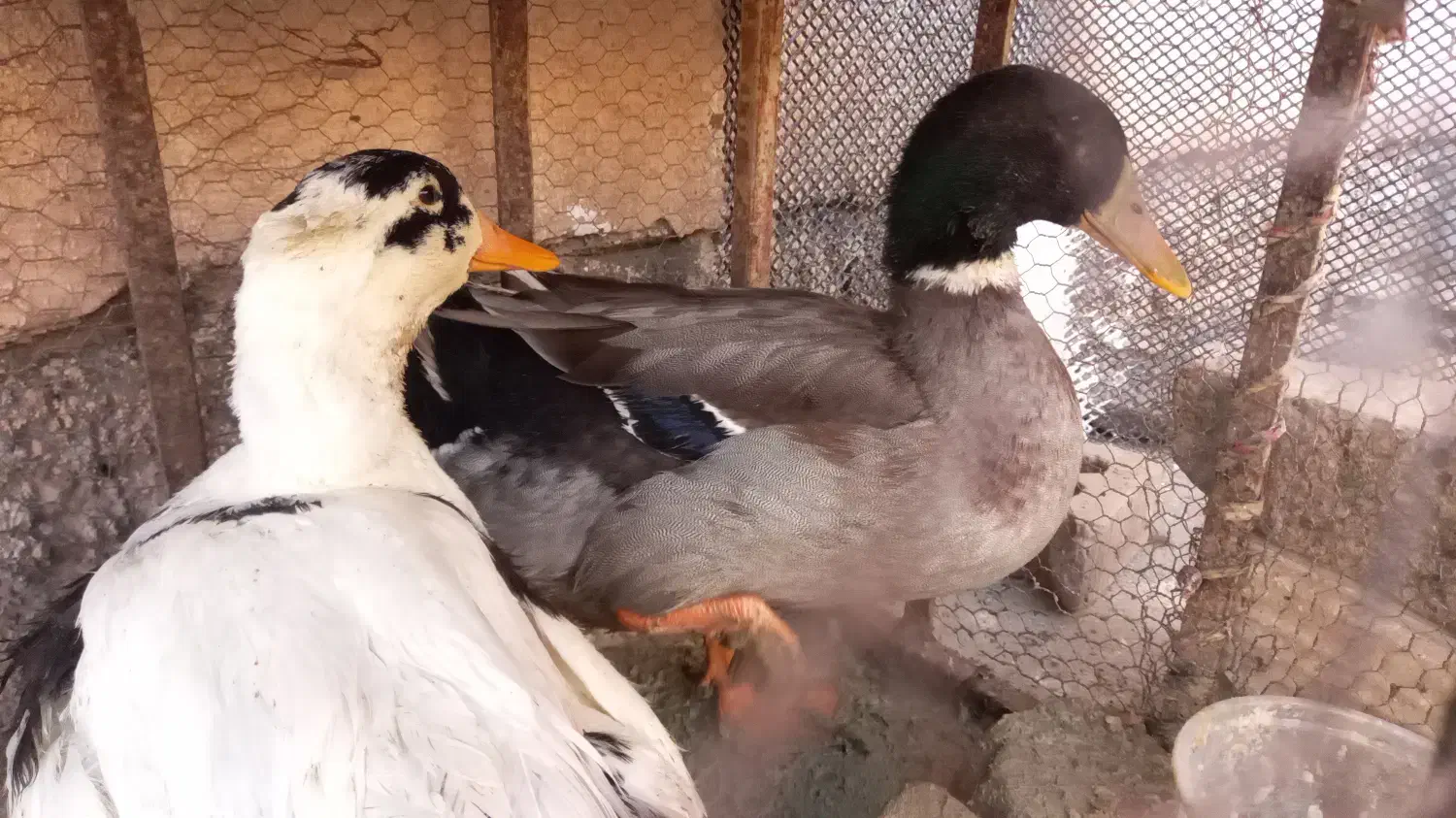 فروش حیوانات خانگی|حیوانات مزرعه|زابل, |دیوار