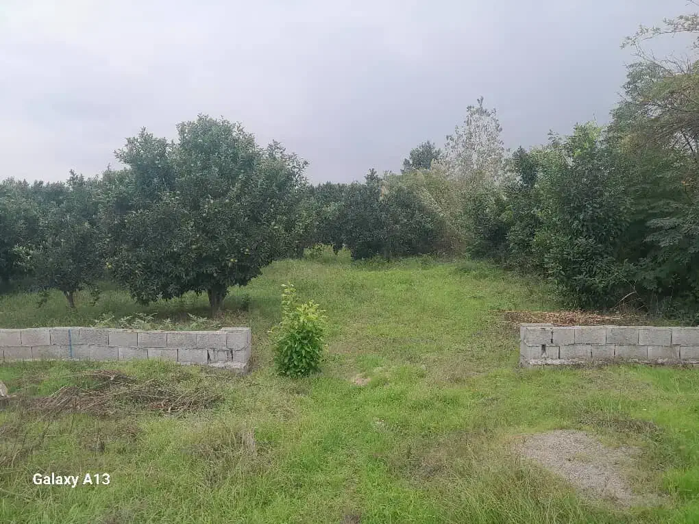 باغ پرتقال|فروش دفتر صنعتی، کشاورزی، تجاری|کیاکلا, |دیوار