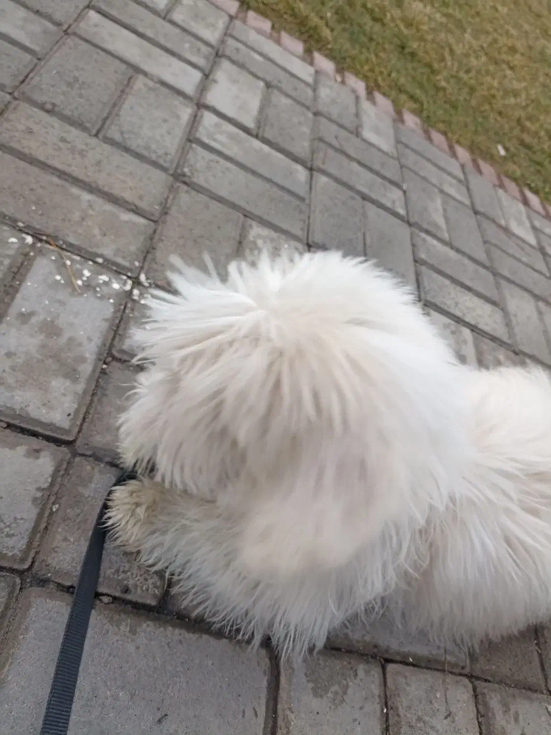 سگ شیتزو|سگ|مشهد, جاهد شهر|دیوار