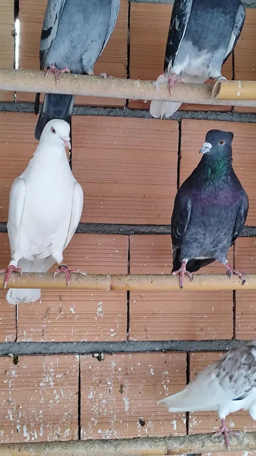 کبوتر پرشی و جوجه کشی|پرنده|بهشهر, |دیوار