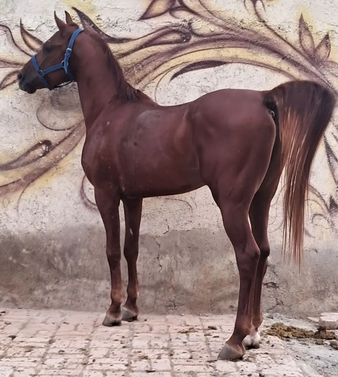 اسب نریان|اسب و تجهیزات اسبسواری|صفادشت, |دیوار