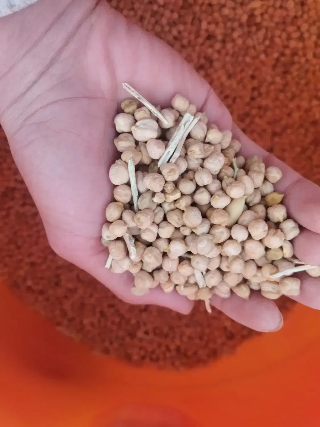 نخود|خوردنی و آشامیدنی|بیجار, |دیوار