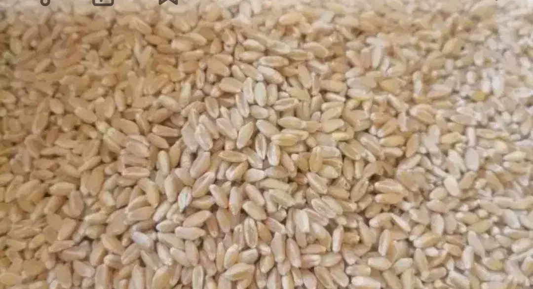 گندم خوراکی کشاورزی|خدمات باغبانی و درختکاری|اسفراین, |دیوار