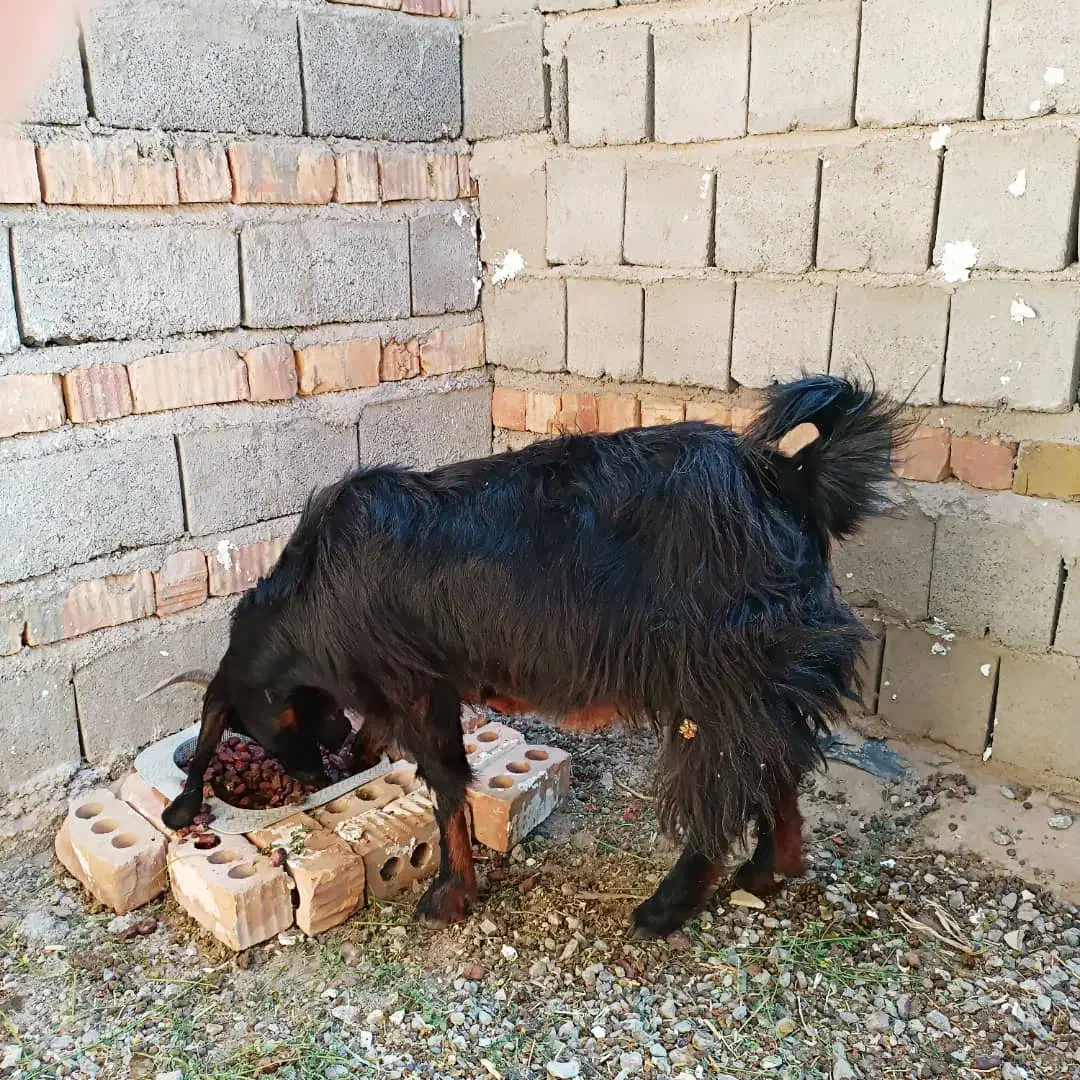 بز فروشی|حیوانات مزرعه|سرباز, |دیوار