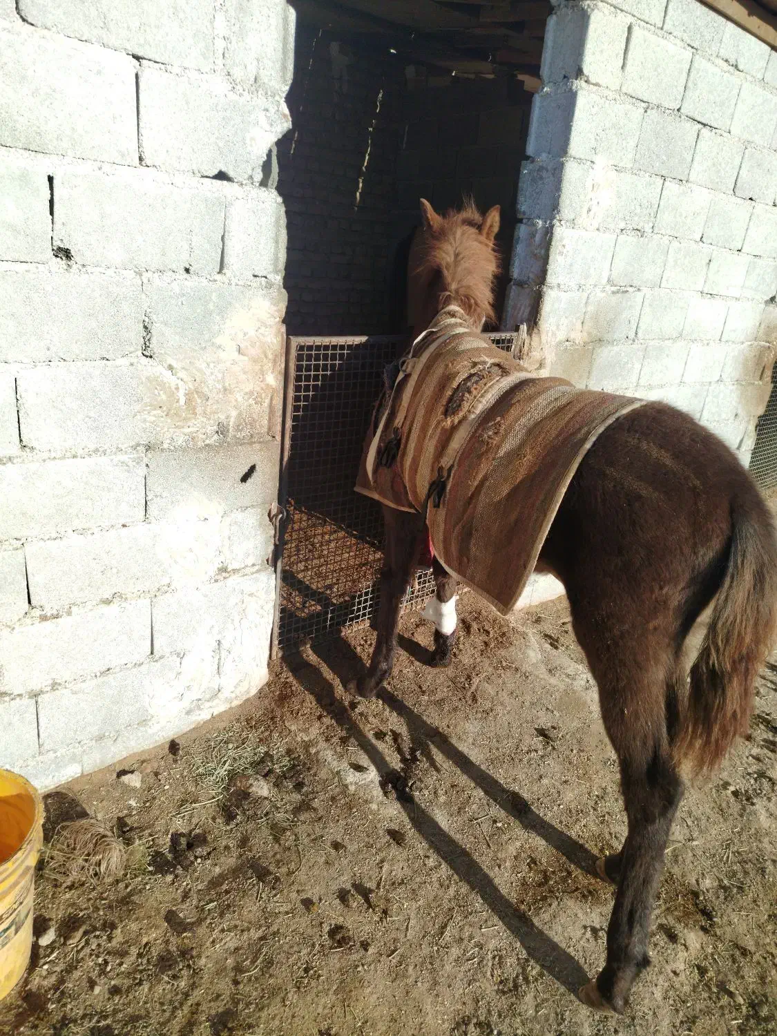 کره اسب کرد|اسب و تجهیزات اسبسواری|صباشهر, |دیوار