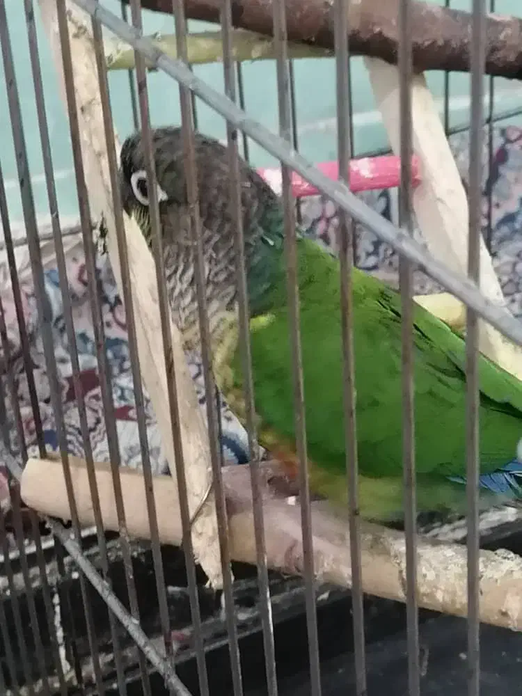 طوطی گرنچیک  سینه نارنجی  رام واهلی سخنگو|پرنده|برازجان, |دیوار