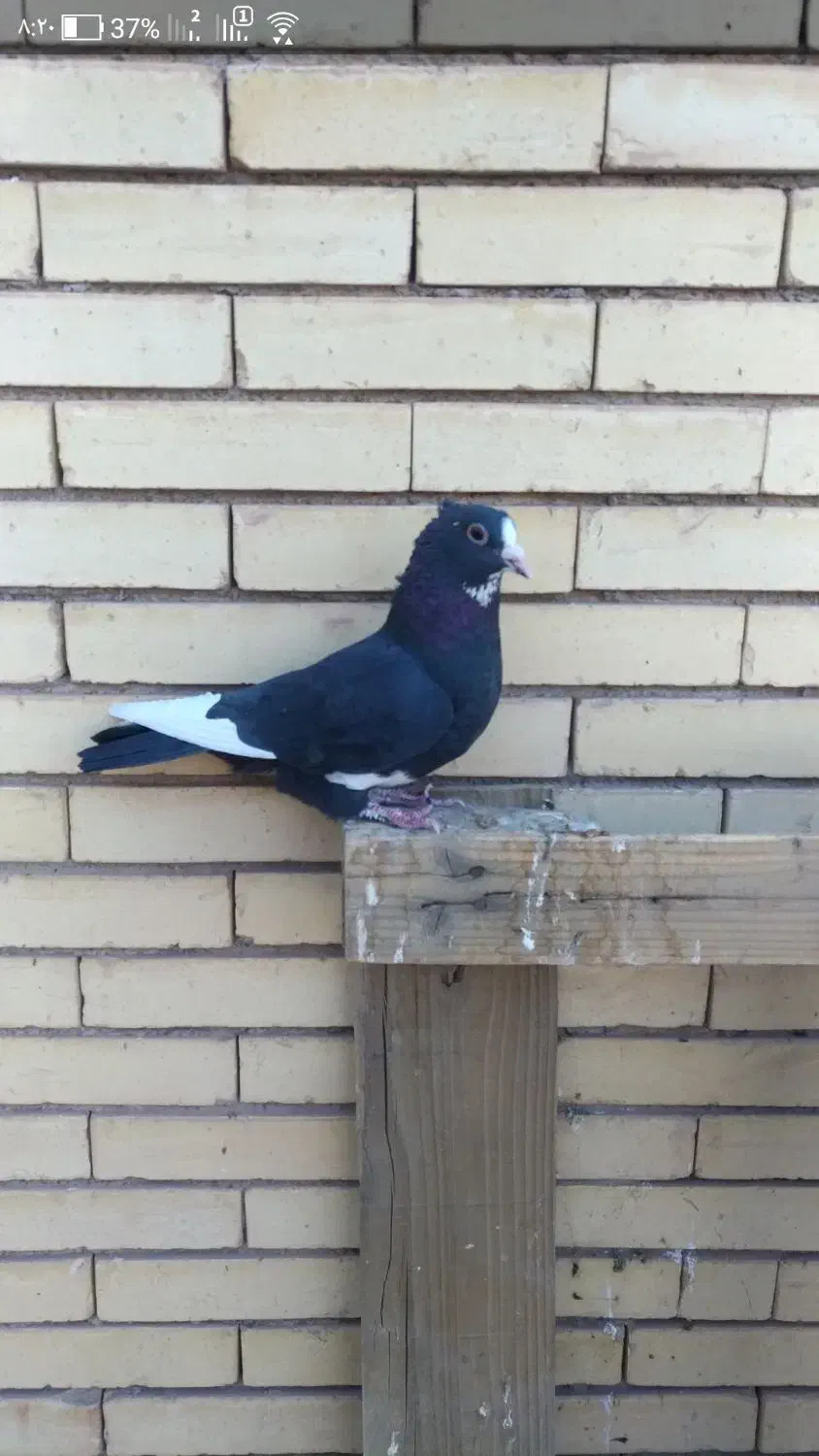 پلنگ نر|پرنده|رفسنجان, |دیوار