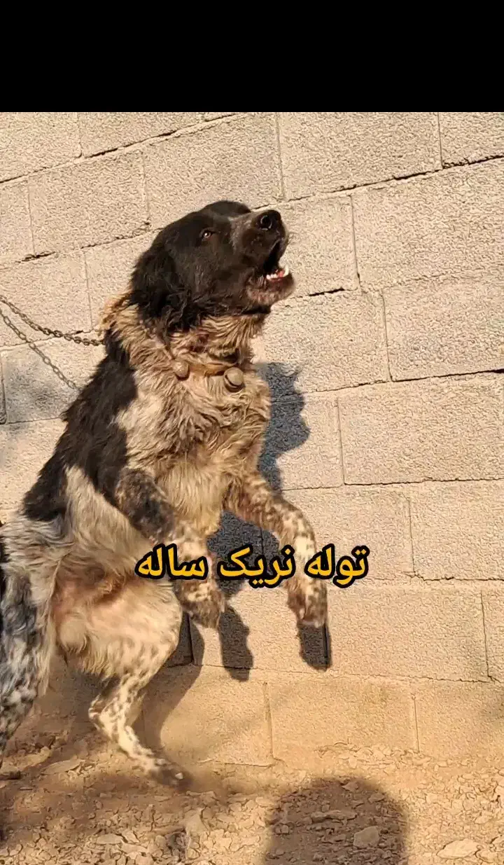 سگ نگهبان|سگ|خمینیشهر, |دیوار