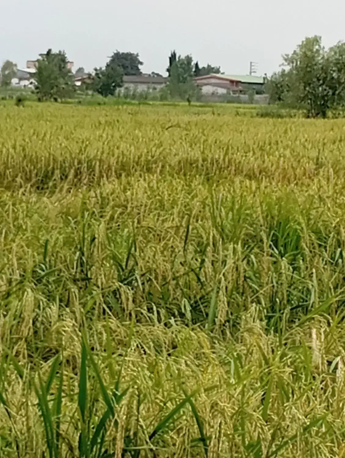 زمین کشاورزی|فروش دفتر صنعتی، کشاورزی، تجاری|آمل, |دیوار