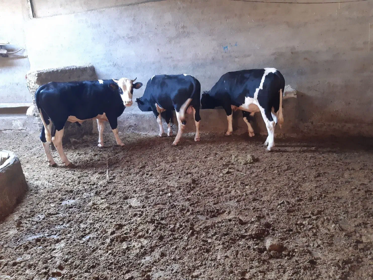 گوساله|حیوانات مزرعه|سیلاخور, |دیوار