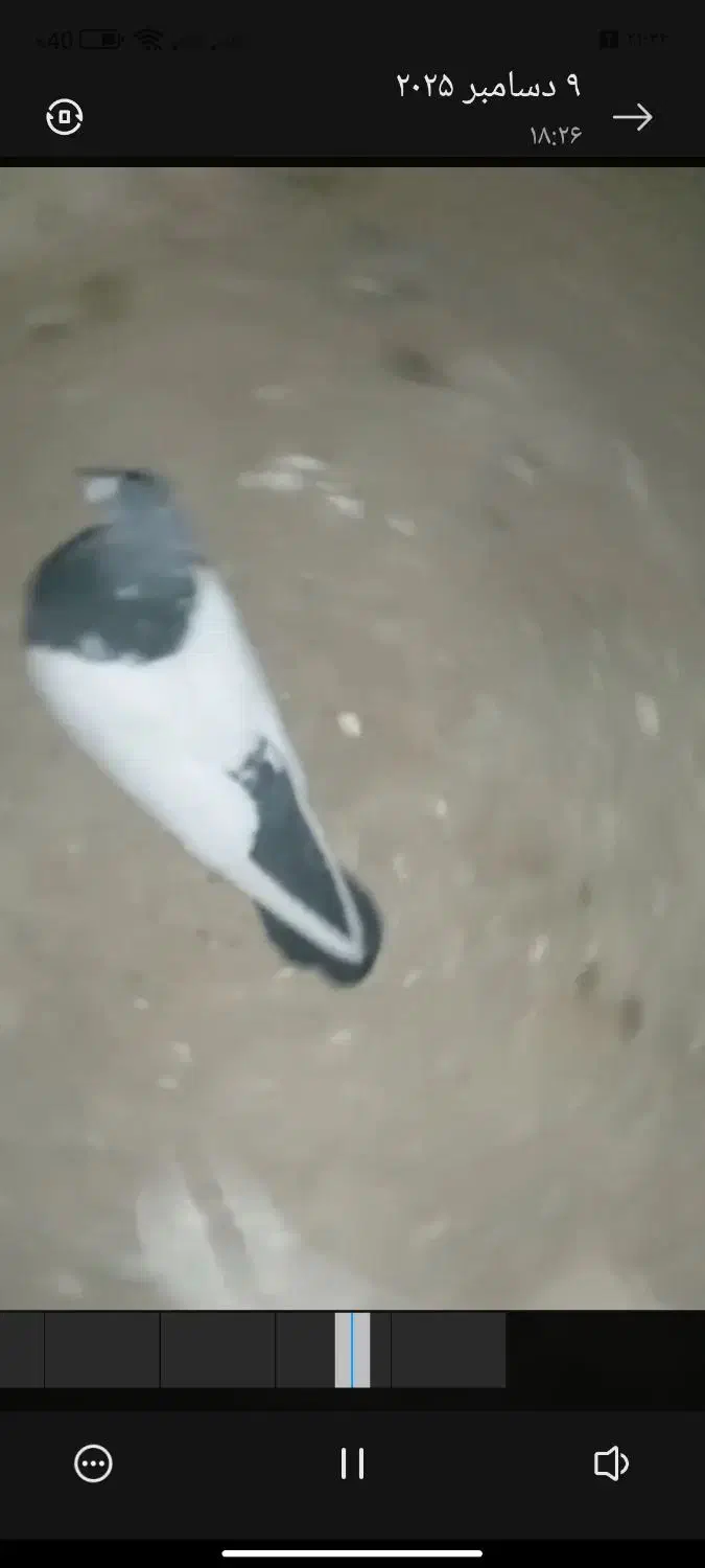 سینه و طاقی فروشی|پرنده|پائین جام, |دیوار