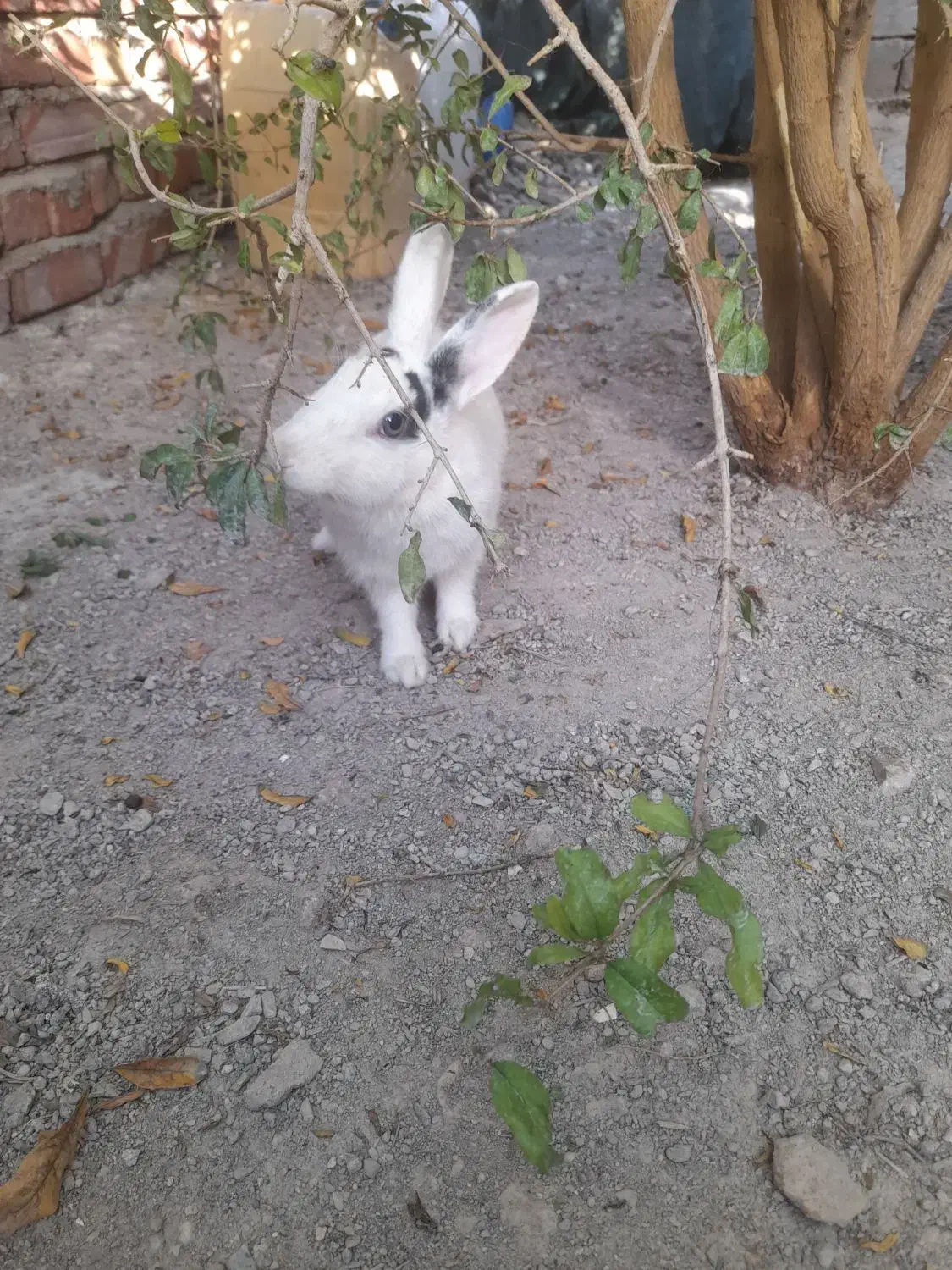 خرگوش نر و ماده|موش و خرگوش|خاش, |دیوار